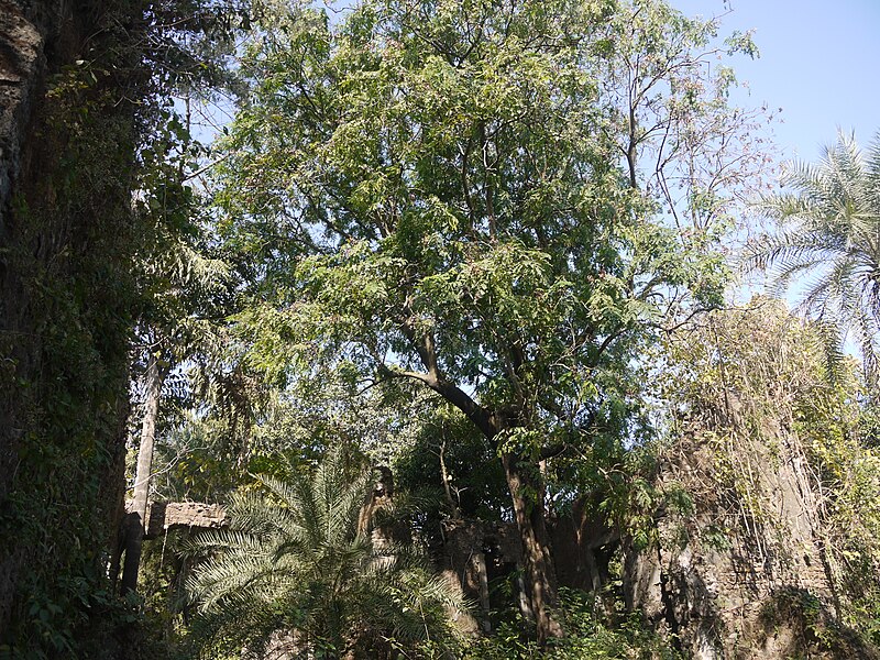 File:Saga Seed tree (4281702630).jpg