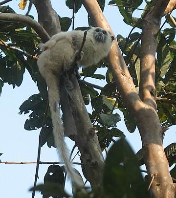 Saguinus melanoleucus