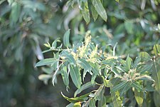 Το είδος Salix alba