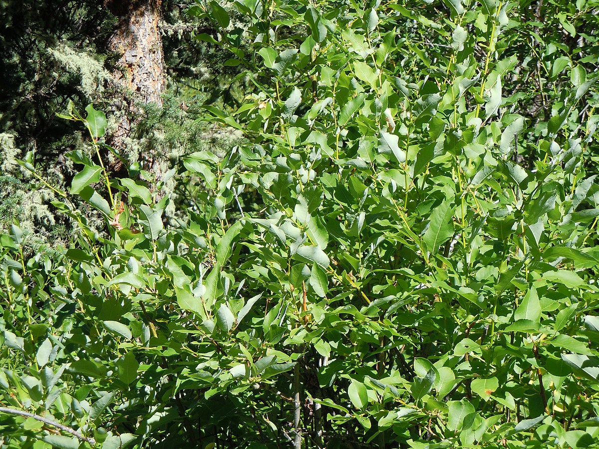 Salix lindleyana