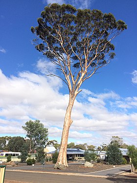 Salmon gum at Woodanilling.jpg