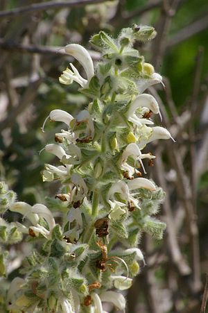 Salvia dominica.jpg