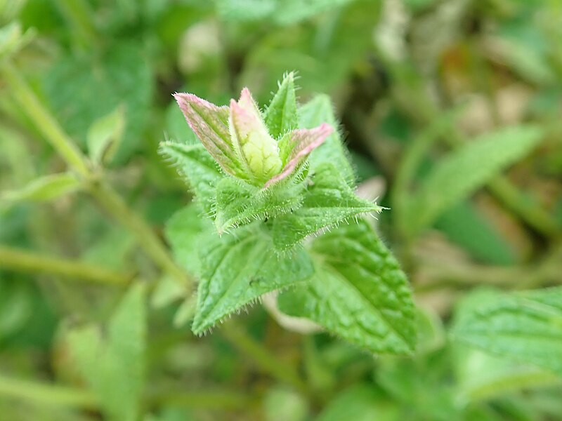 File:Salvia horminum 2018-10-22 3430.jpg