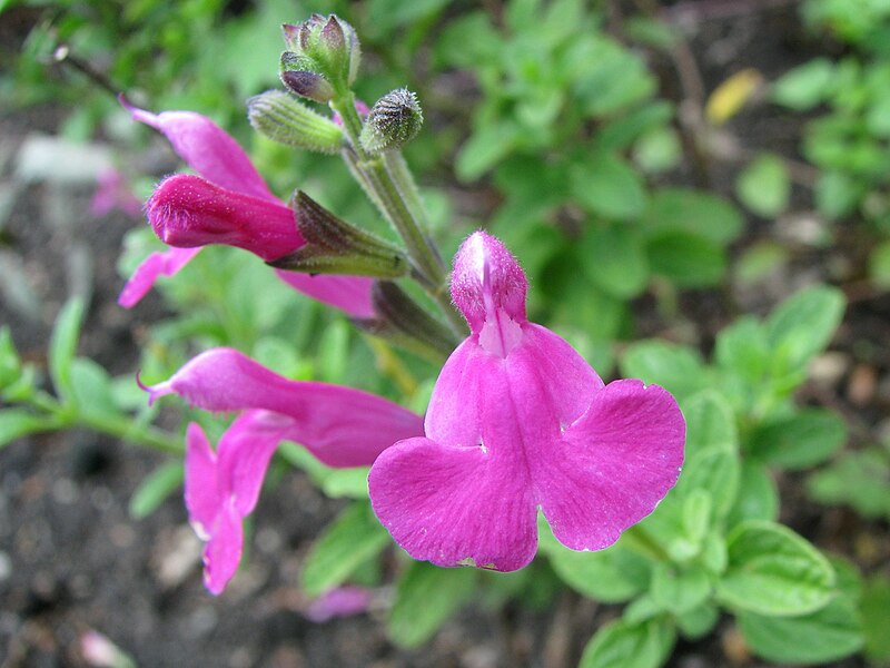 Salvia microphylla 'Pink Blush