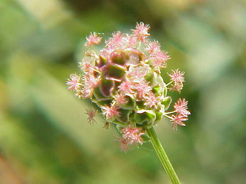 Sanguisorba minor0.jpg