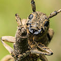 * Nomination Portrait of a Saperda carcharias, a species of longhorn beetle --Leviathan1983 14:45, 1 September 2014 (UTC) * Promotion Good quality, very interesting image. --Uoaei1 07:22, 2 September 2014 (UTC)