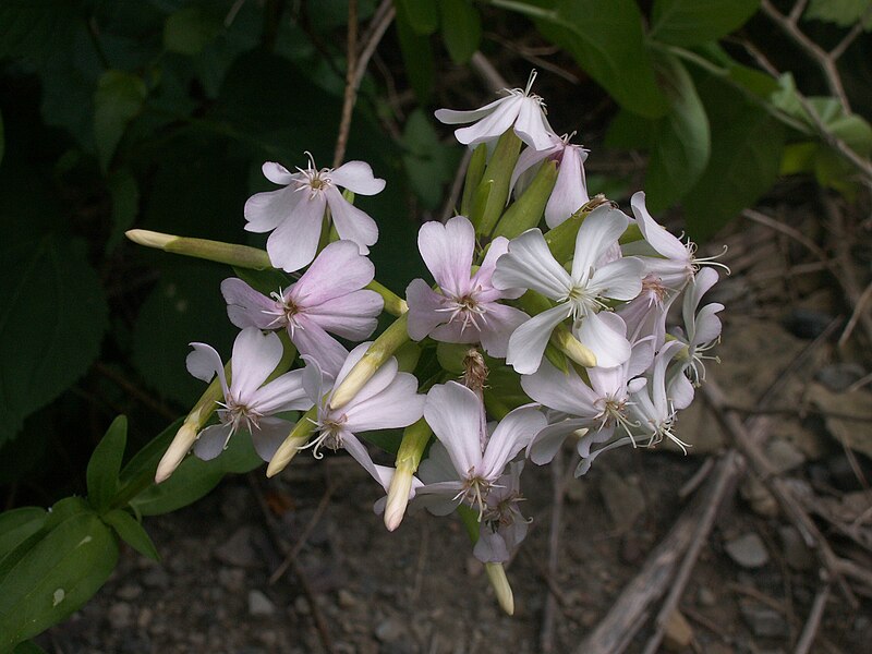 Saponaria officinalis