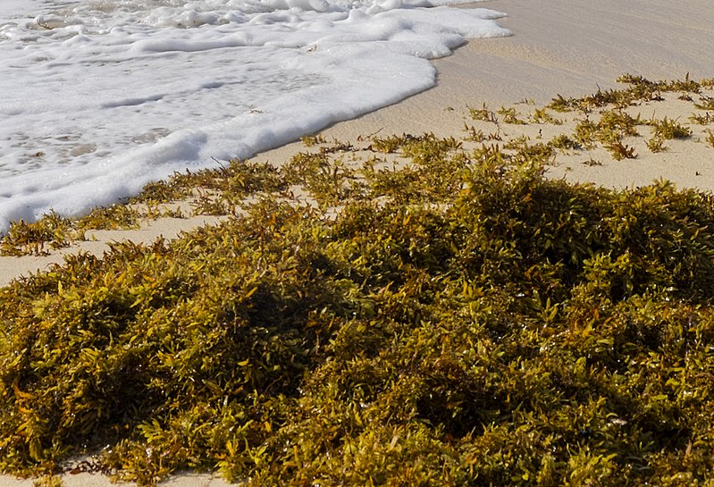 File:Sargasso Seaweed with waves and sandy beach (cropped).jpg