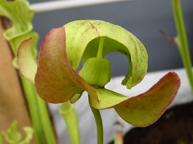 File:Sarracenia leucophylla - hybrid (4), exhibition in Botanical garden Brno.JPG