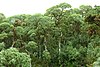 Scalesia pedunculata.jpg
