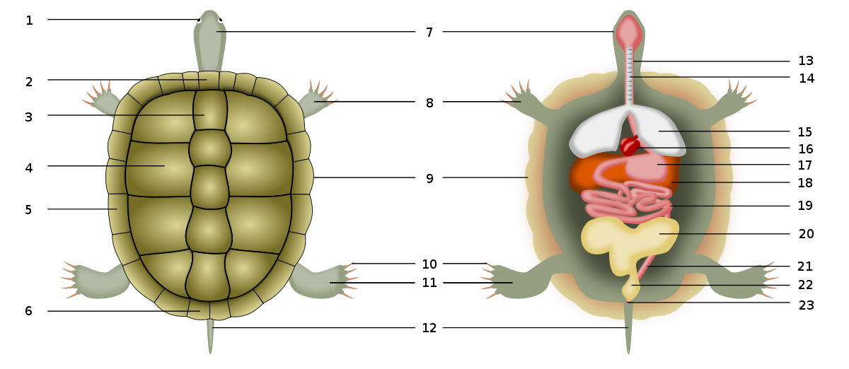 Fichier:Scheme turtle anatomy-numbers.svg — Wikipédia