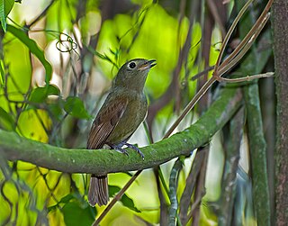 <span class="mw-page-title-main">Greenish schiffornis</span> Species of bird