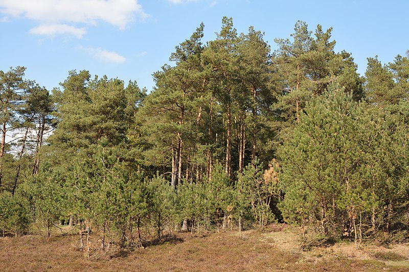 File:Schleswig-Holstein, Brammer, Landschaftsschutzgebiet Sandergebiet westlich von Brammerau NIK 1349.jpg