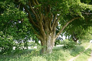 Schleswig-Holstein, Warringholz, Naturdenkmal NIK 6600.JPG