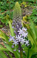 Thumbnail for Scilla hyacinthoides