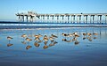 Scripps Pier La Jolla CA.jpg