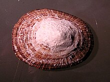 Scutellastra argenvillei 002.jpg