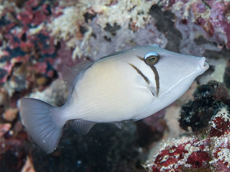 File:Scythe triggerfish (Sufflamen bursa) (47058283462).jpg