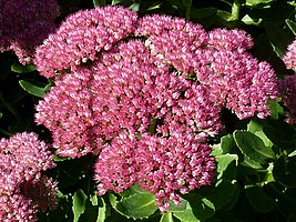 Sedum spectabile