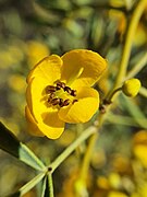 Senna artemisioides flower. Senna artemisioides Flower.jpg