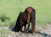 Drinking from a horse-dug water hole on Shackleford Banks Shackleford Horse Digging Well.jpg