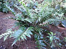 Жарқыраған spleenwort 11.JPG