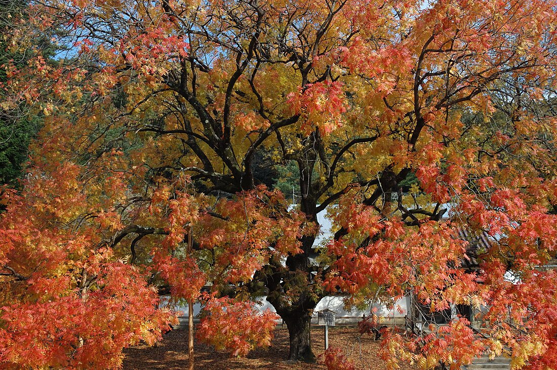 File:Shizutani Scholl Confucius Tree.JPG