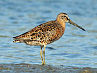 Short-billed Dowitcher fokken RWD.jpg