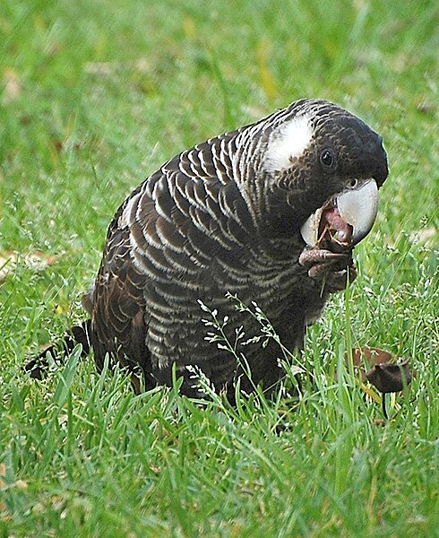 File:Short Billed Black Cockatoo Feeding.jpg