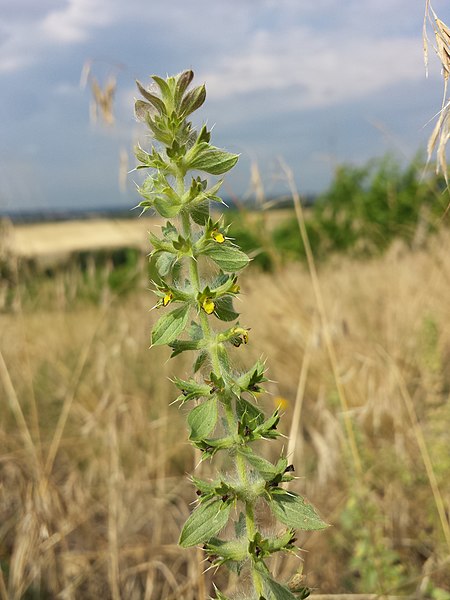 File:Sideritis montana sl19.jpg