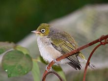 Zostérops à dos gris (juvénile)