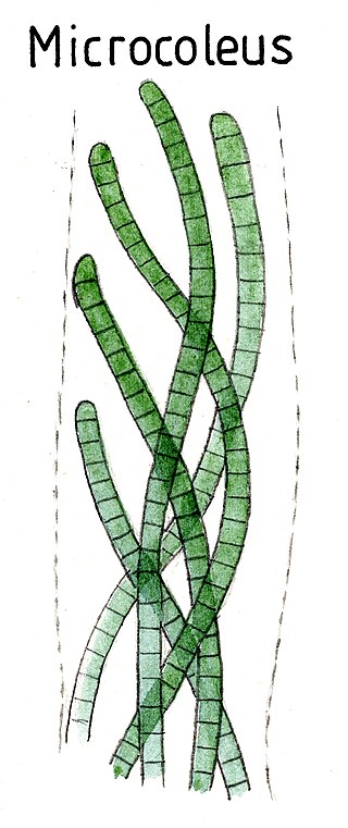 <span class="mw-page-title-main">Microcoleaceae</span> Family of bacteria