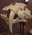 Skamieniała czaszka Smilodon fatalis w Muzeum Historii Naturalnej w San Diego