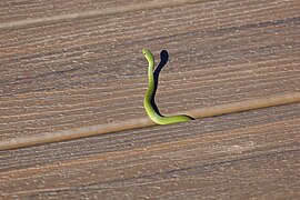 Snake of Canaan Valley in 2021