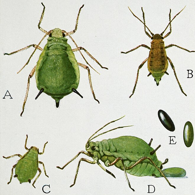 The life stages of the green apple aphid (Aphis pomi). Drawing by Robert Evans Snodgrass, 1930