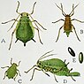 Aphis pomi de Geer (Groene appeltakluis)