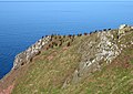 Soay Sheep on the Wheat Stack Headland, near Fast Castle - geograph.org.uk - 157769.jpg