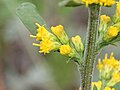 Solidago hispida