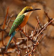 Somali Bee-eater, Merops revoilii (cropped).jpg