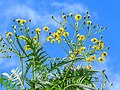 Inflorescences.