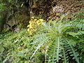 Sonchus palmensis