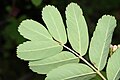 Sorbus sitchensis