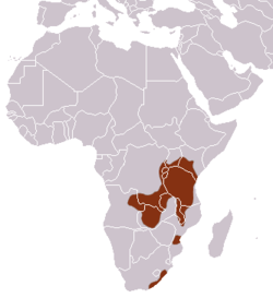Distribución del damán arborícola meridional