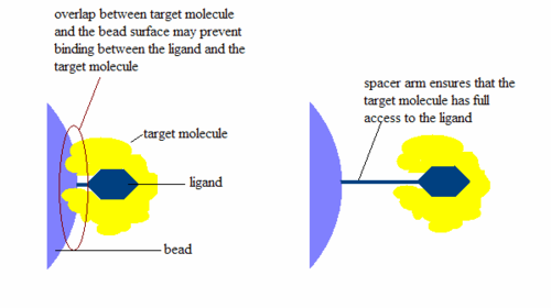 affinity chromatography ligand