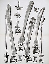 File:Xuanhanosaurus qilixiaensis size comparison.png - Wikipedia