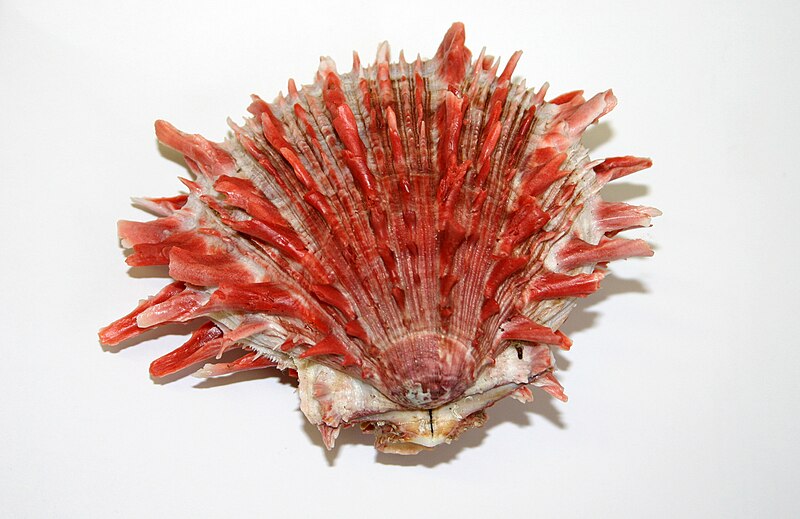 File:Spondylus crassisquama.jpg