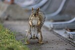 Thumbnail for File:Standing Squirrel.jpg