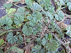 Malva parviflora