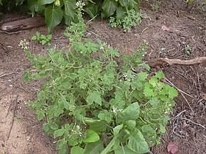 Starr Image Description 040323-0094 Cleome gynandra.jpg.