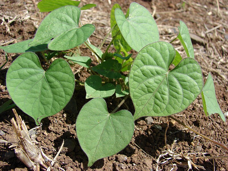 File:Starr 070215-4603 Ipomoea obscura.jpg